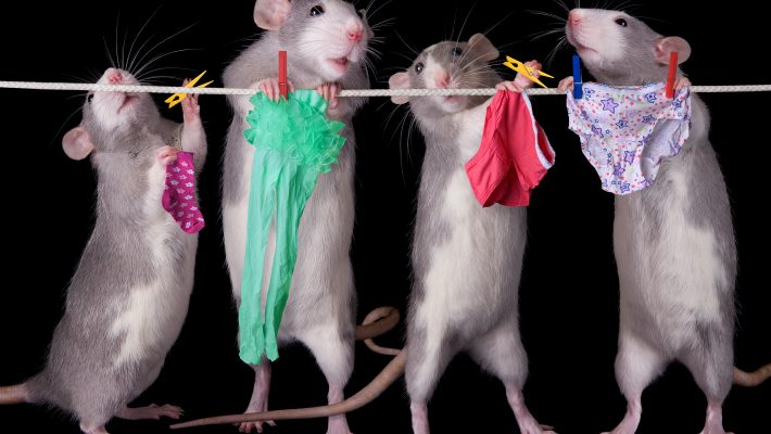 Improve Implantable Telemetry with Group-Housing