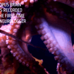 Researchers record brain waves of free-swimming octopuses for the first time using the Neurologger